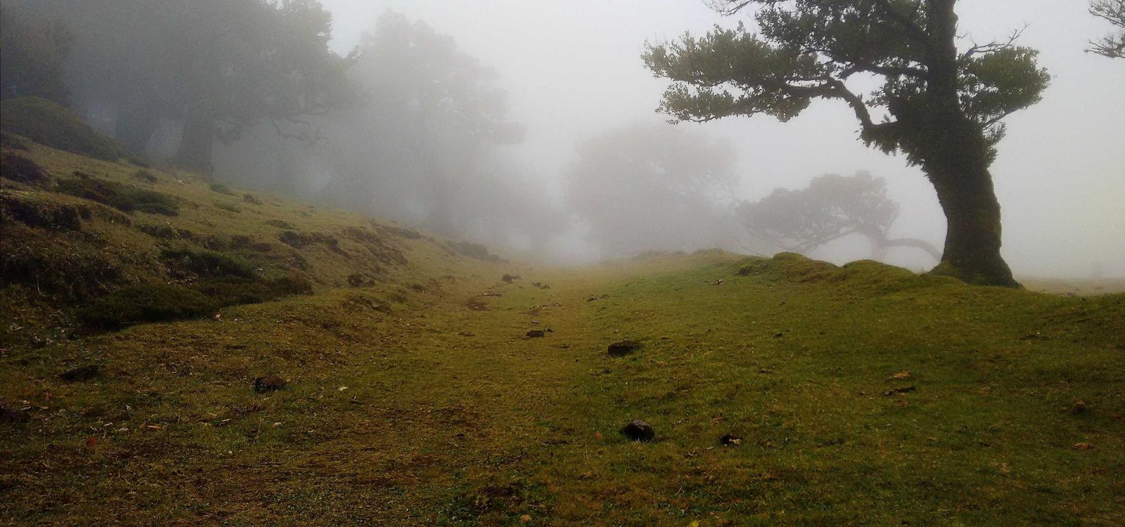Bosque con niebla